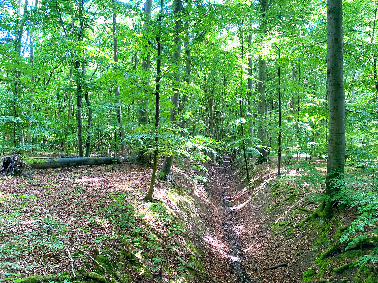erosionsgraben-hainich.jpg